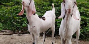 Sojat Goats
