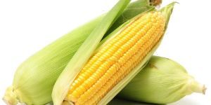 Maize