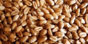 Dried Wheat Seeds