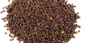 Organic Brown Mustard Seeds