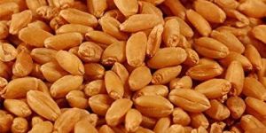 Organic Wheat Seeds