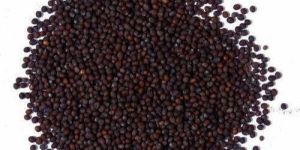 Small Brown Mustard Seeds