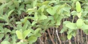 VNR Guava Plant