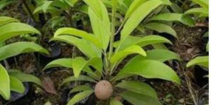 Kalipatti Chiku Plant