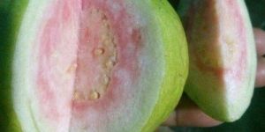 Taiwan Pink Guava Plant