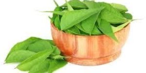 Curry Leaves