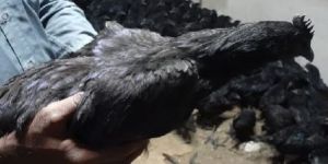 Kadaknath Chicken