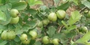 Guava Plant