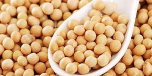 High Protein Soybean Seeds