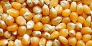 Organic Maize Seeds
