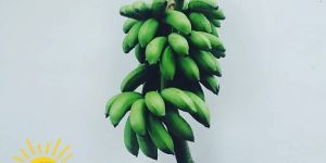 Theni Banana