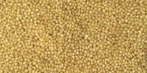 Millet Seed