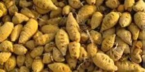 Organic Turmeric