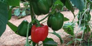 Red Capsicum