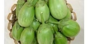 Green Round Brinjal Seeds