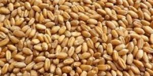 Wheat