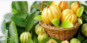 Garcinia Cambogia Extract Powder