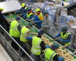 Automatic Standard Vegetable Pack House