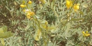 Senna Plants