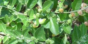 Ashwagandha Herb