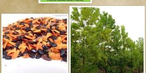 Acacia Nilotica Seeds