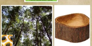 Acacia Springvale Tree