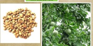 Aegle Marmelos Seeds