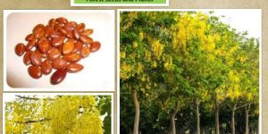 Cassia Fistula Seeds