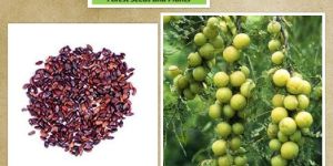 Emblica Officinalis Seeds