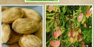 Mangifera Indica Seeds