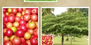 Muntingia Calabura Seeds