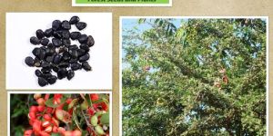 Pithecellobium Dulce Seeds