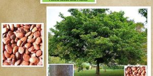 Pongamia Pinnata Seeds