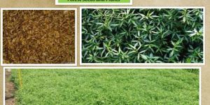 Stylo Hamata Grass Seeds