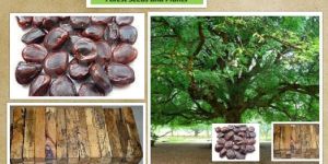 Tamarindus Indica Seeds