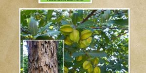 Terminalia Arjuna Seeds