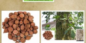 Terminalia Bellirica Seeds