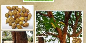 Terminalia Chebula Seeds