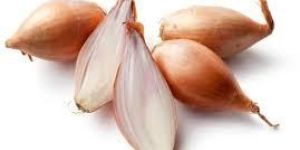 Shallot Onion