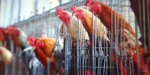 Country Chicks Aseel Breed