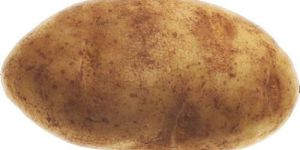 Fresh Potato