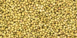 Whole Coriander Seeds