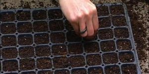 PVC Secondary Hardening Banana Seed Tray