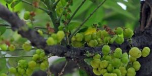 Amla Chakaya Grafted Plant