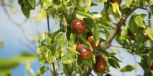 Ber Karaka Grafted Plant