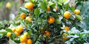 Valencia Orange Grafted Indoor Plant