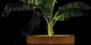 Illuminated Planters