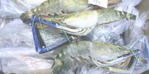 Frozen Shrimp
