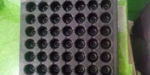 Seedling Tray