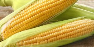 Sweet Corn